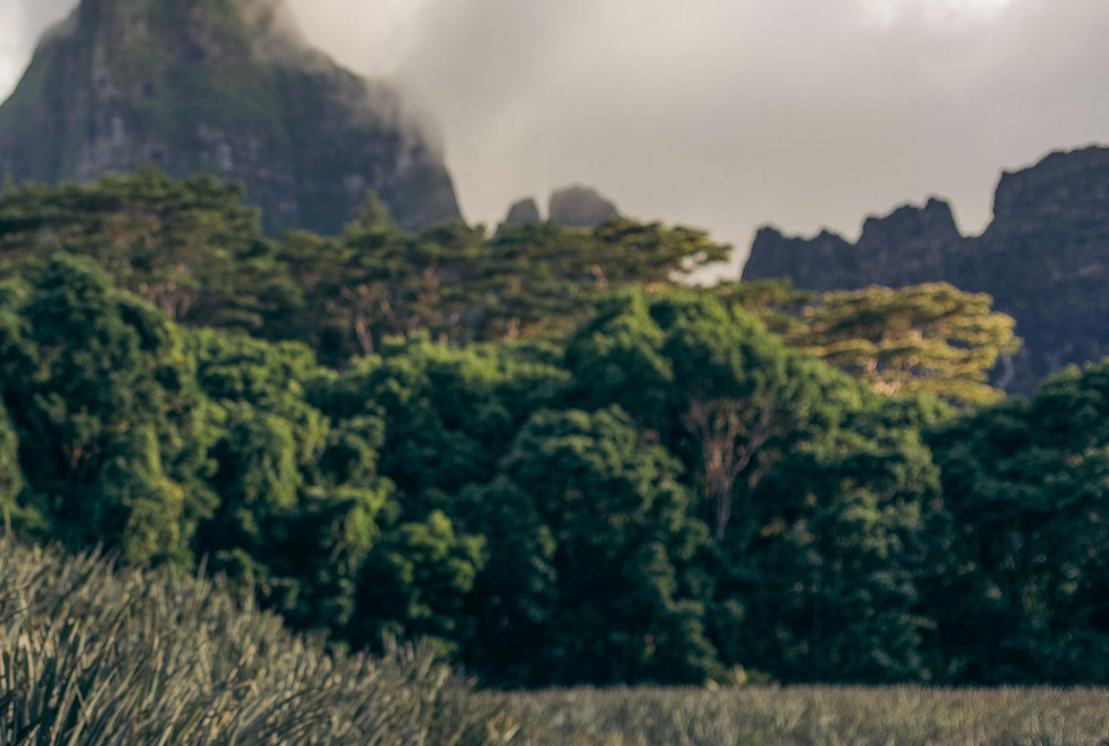 Beautiful tropical skyline with green foliage and mountains